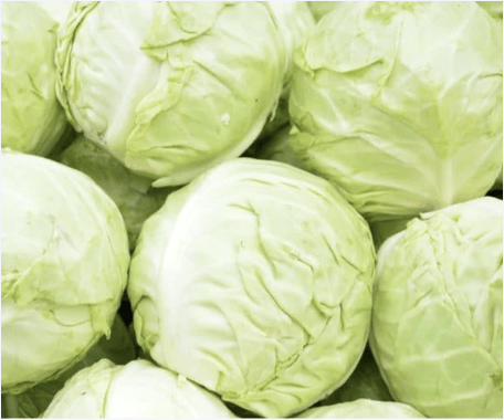 Impact of Cabbage On Dog Health - Build 'Em Pets