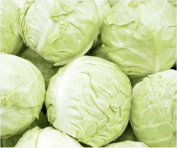 Impact of Cabbage On Dog Health - Build 'Em Pets