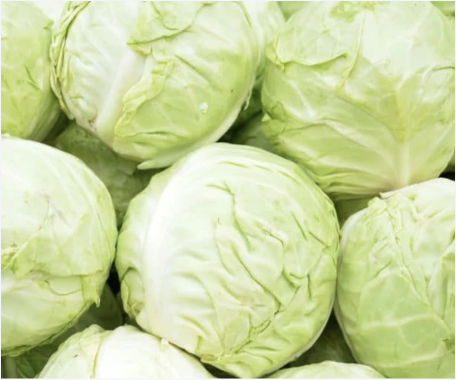 Impact of Cabbage On Dog Health