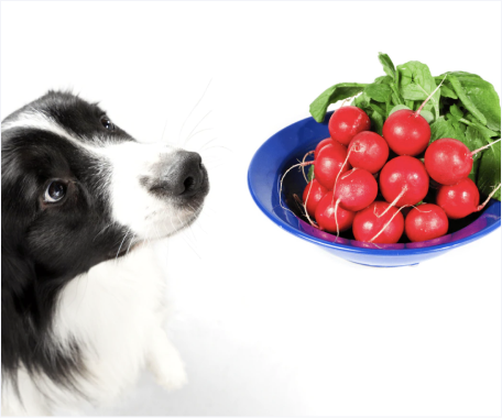 Can Your Dogs Eat Radish?