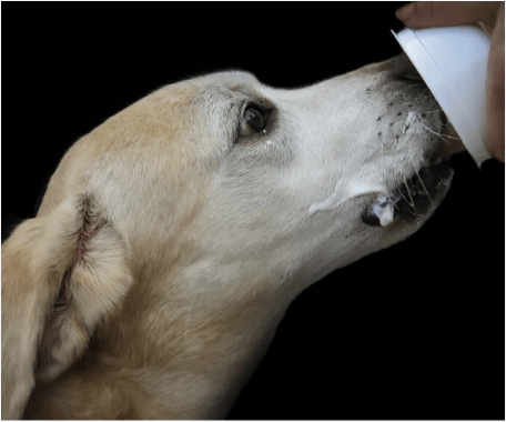 Can Dogs Eat Yogurt? - Build 'Em Pets