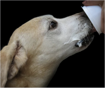 Can Dogs Eat Yogurt?