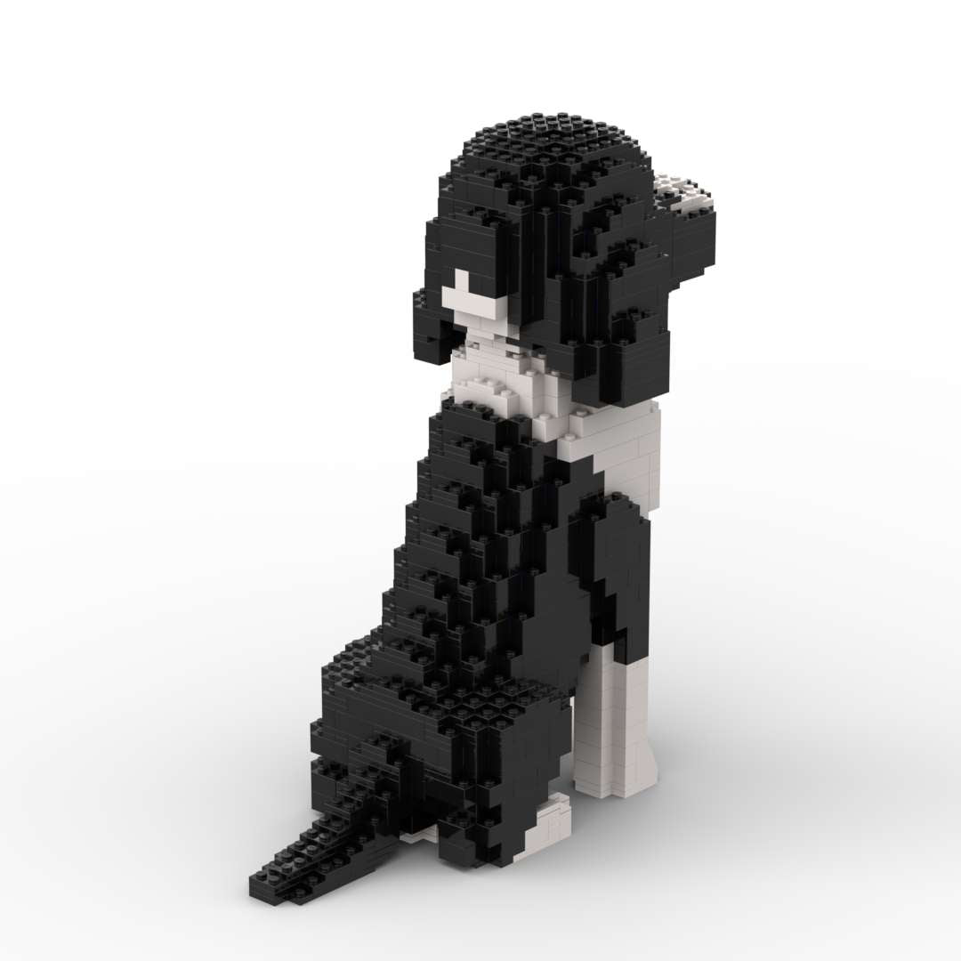 Cocker Spaniel americano