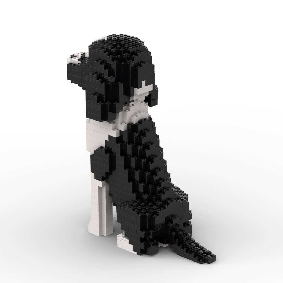 Cocker Spaniel americano