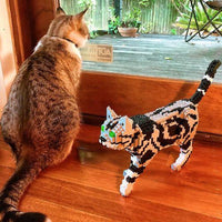 Americano de pelo corto