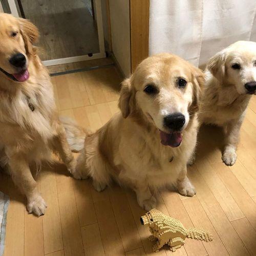 normal-yellow-sitting