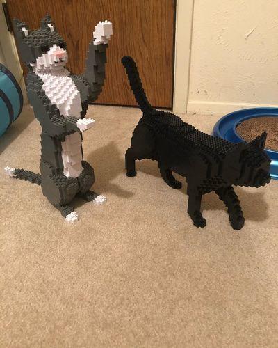 Gato de esmoquin gris