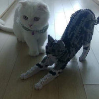 Americano de pelo corto