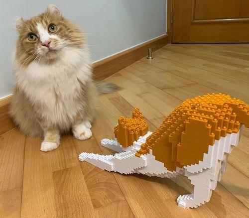 Gato naranja y blanco