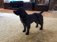 Perro Labrador Retriever