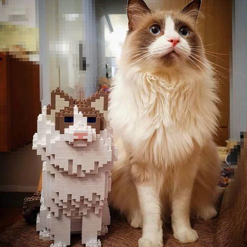 Gato Ragdoll