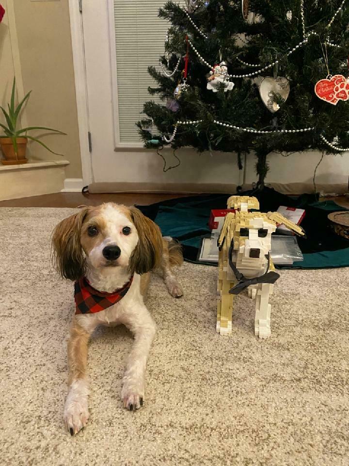 Kit personalizado para mascotas