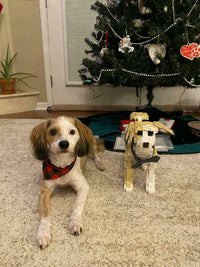 Kit personalizado para mascotas