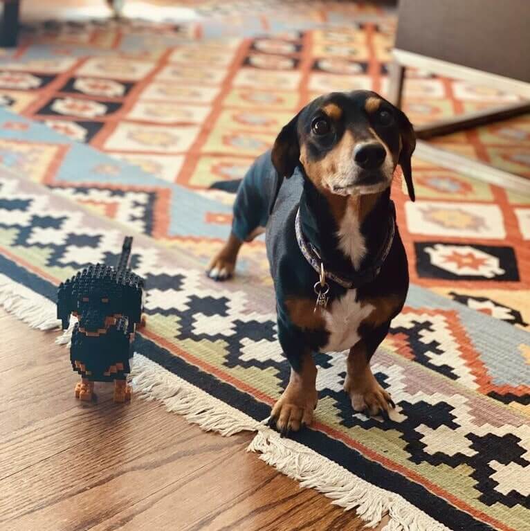 Dachshund (SALE) - Black - Standing - normal - black - standing