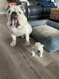 Kit personalizado para mascotas