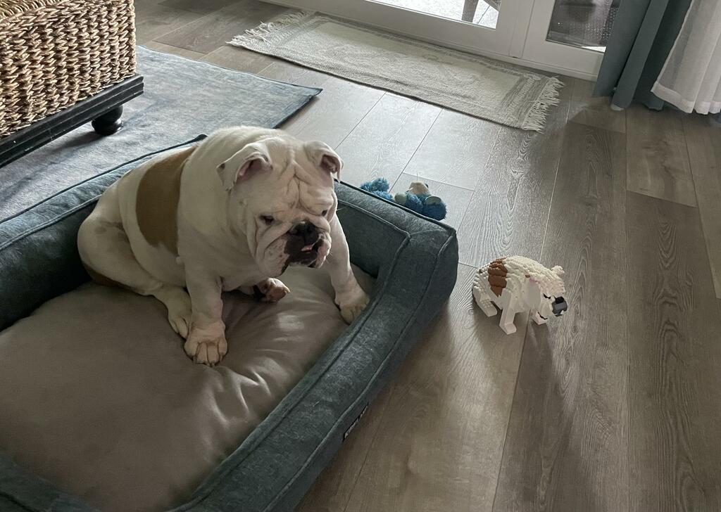 Kit de mascota personalizado (no incluye ladrillos)