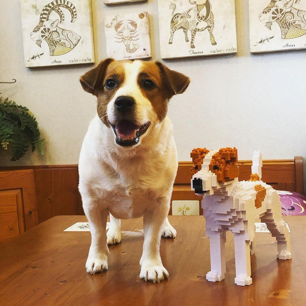 Build Your Own Jack Russell Terrier