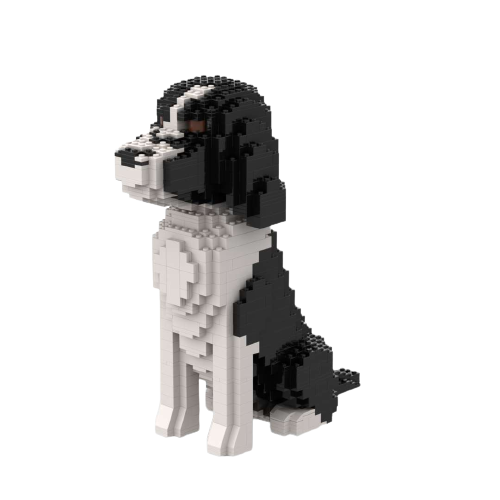 Cocker Spaniel americano