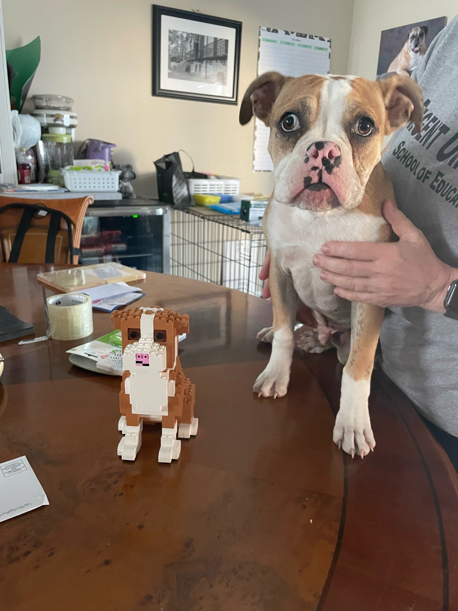 Kit de mascota personalizado (no incluye ladrillos)