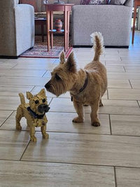 Cairn Terrier
