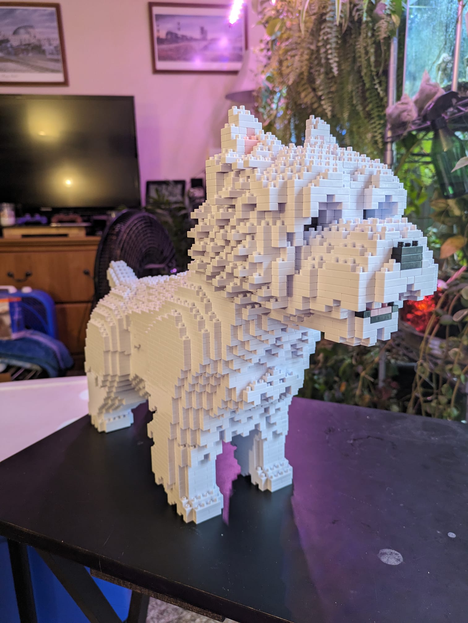 West Highland White Terrier