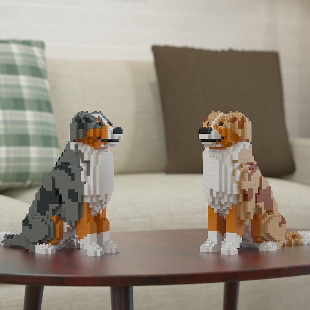 Australian Shepherd (SALE) - normal - redmerle