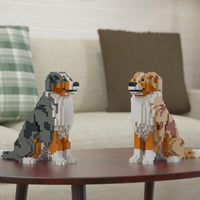 Australian Shepherd (SALE) - normal - redmerle