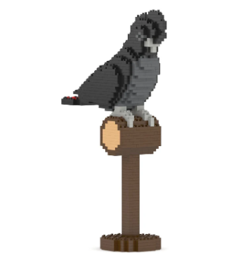 Red-tailed Black Cockatoo