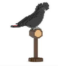 Red-tailed Black Cockatoo