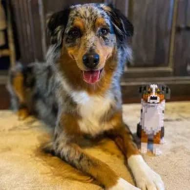 Australian Shepherd (SALE) - normal - bluemerle