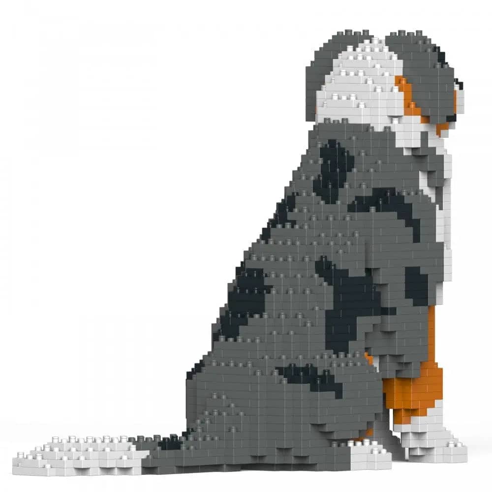 Australian Shepherd (SALE) - large - bluemerle