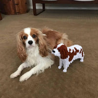 Cavalier King Charles Spaniel (SALE) - brown - white - normal - brownandwhite