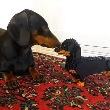 Dachshund (SALE) - Black - Standing - normal - black - standing