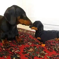 Dachshund (SALE) - Black - Standing - normal - black - standing