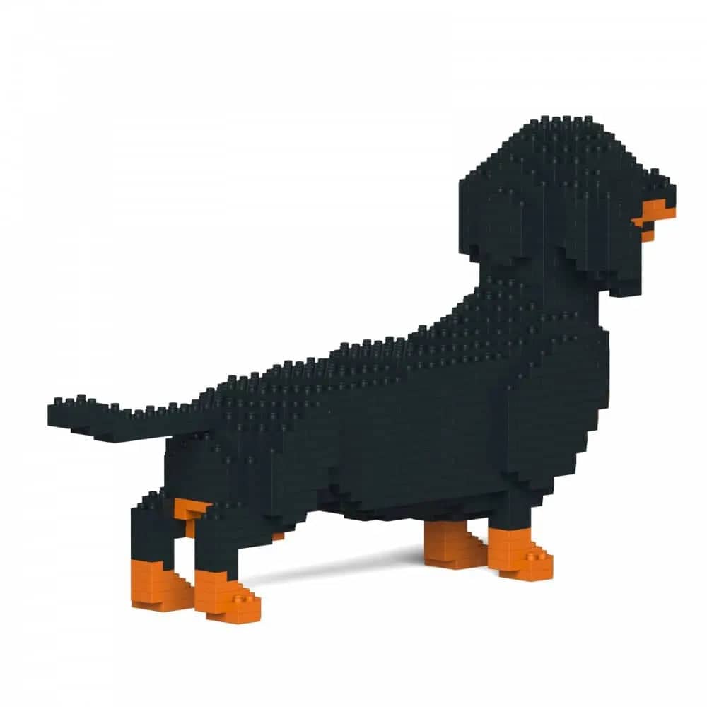 Dachshund (SALE) - Black - Standing - normal - black - standing
