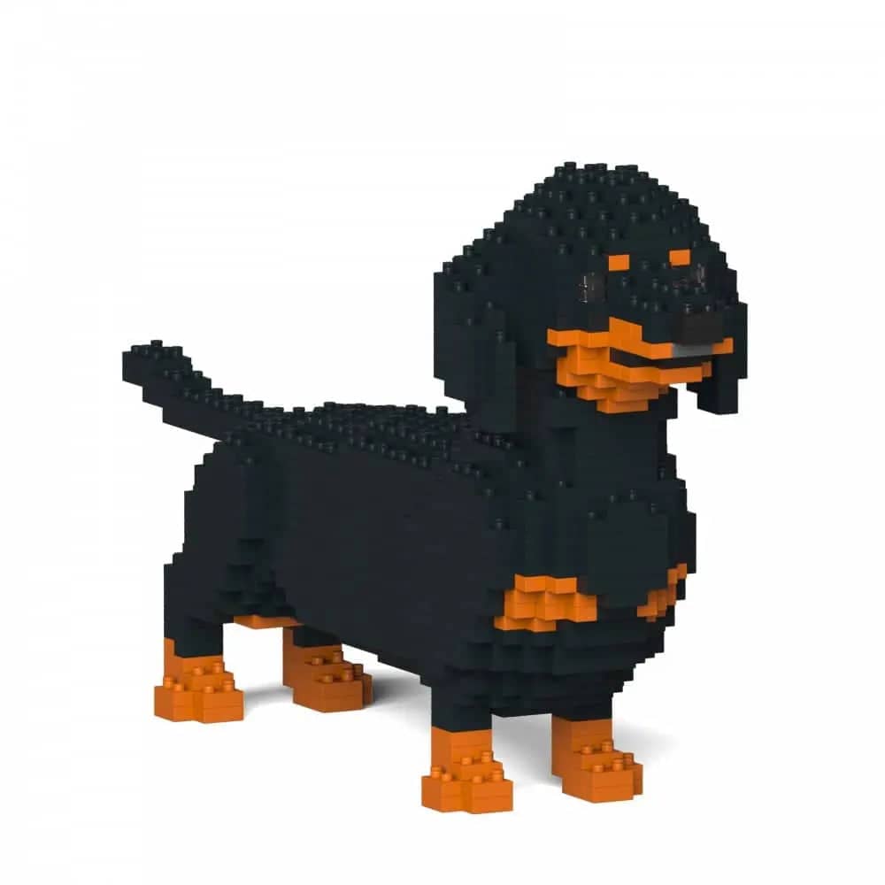 Dachshund (SALE) - Black - Standing - normal - black - standing