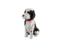 Perro de agua portugués