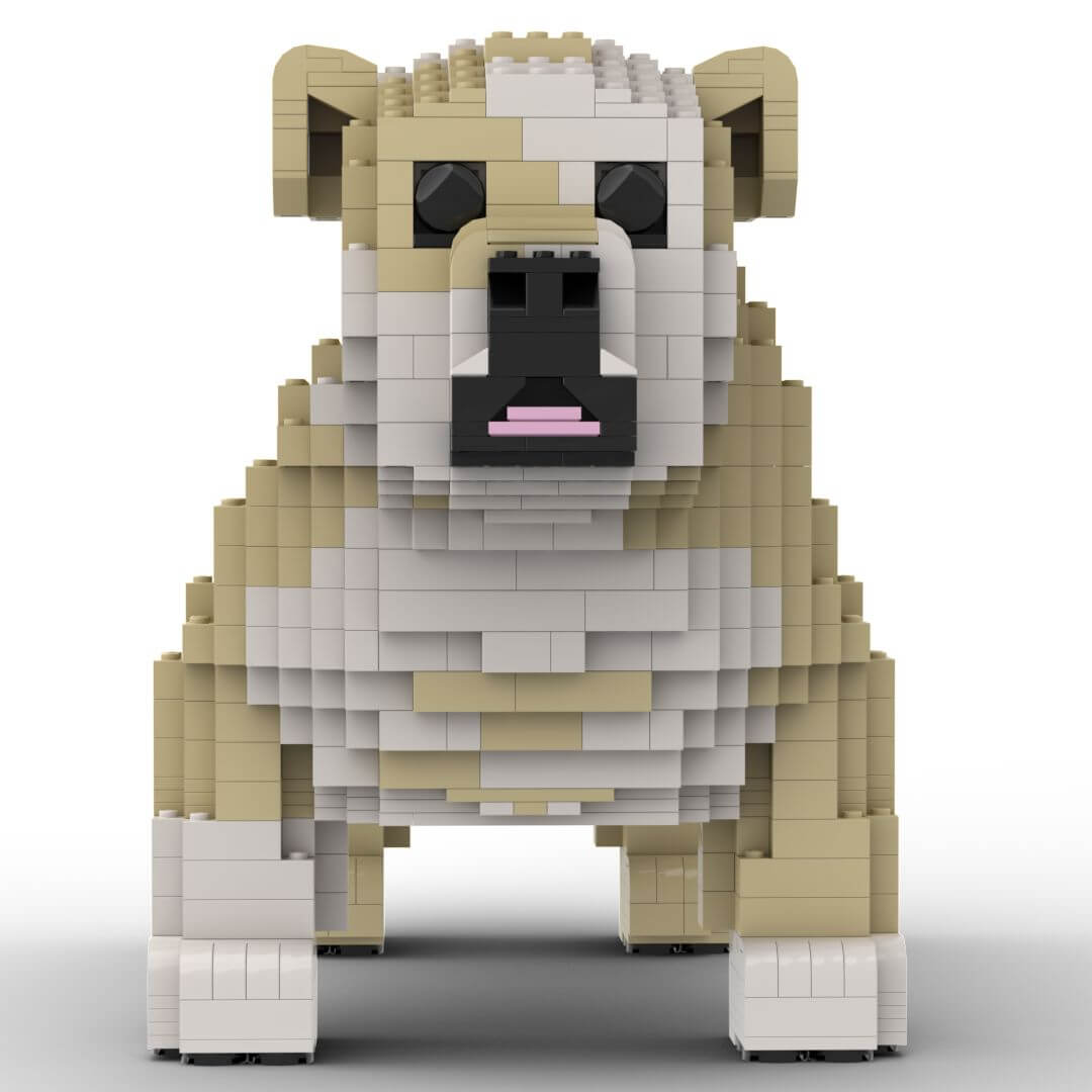 English Bulldog Standing