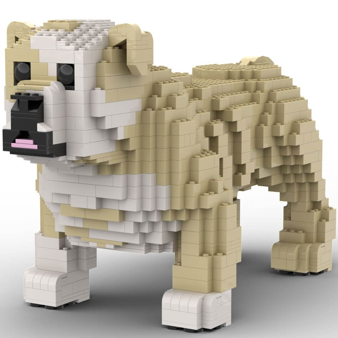 English Bulldog Standing