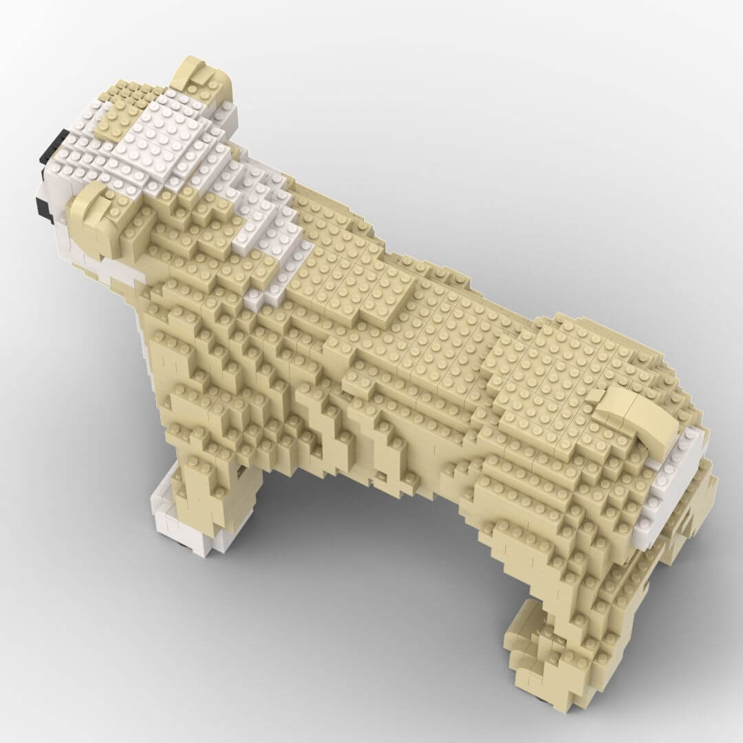 English Bulldog Standing