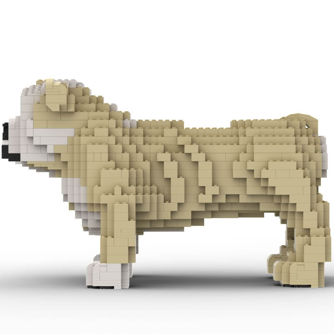 English Bulldog Standing