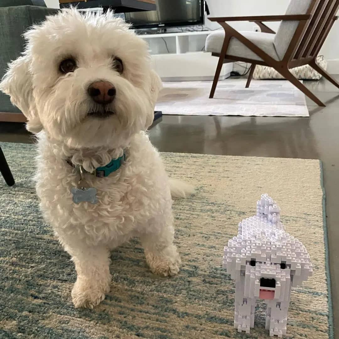 Maltese (SALE) - normal - white