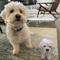 Maltese (SALE) - normal - white