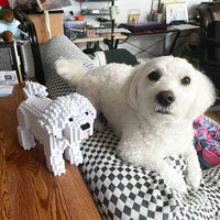 Maltese (SALE) - normal - white