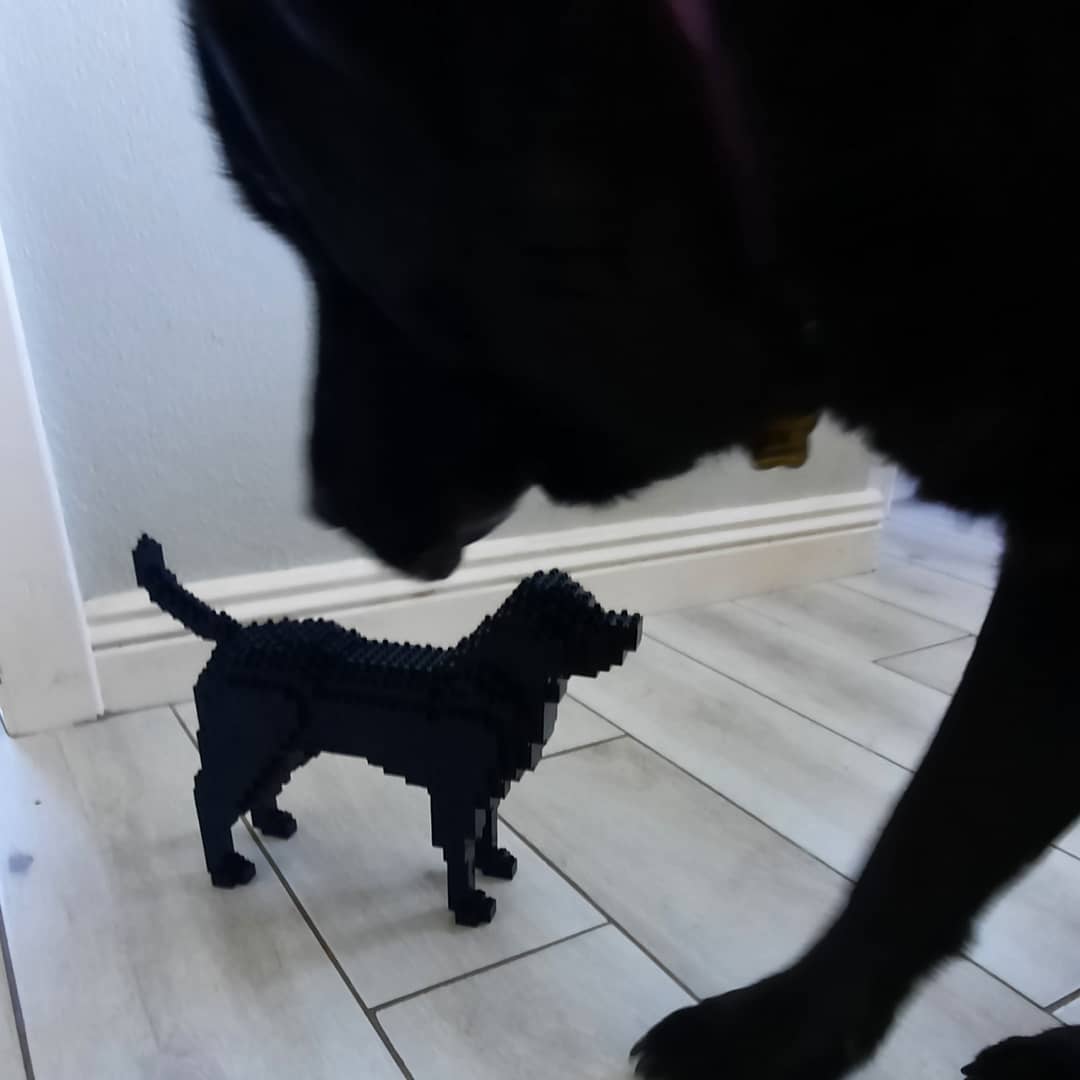 Perro Labrador Retriever