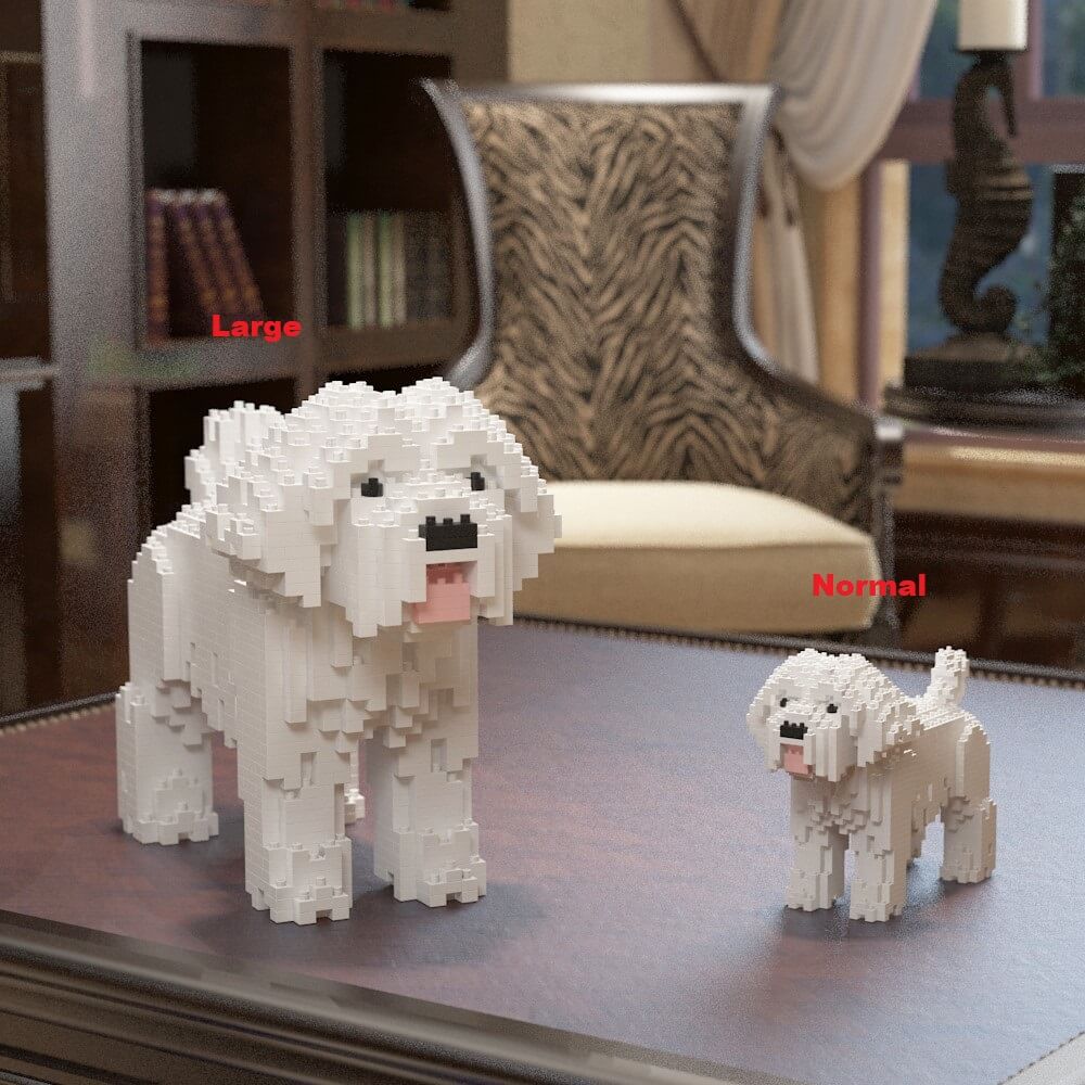 Maltese (SALE) - normal - white