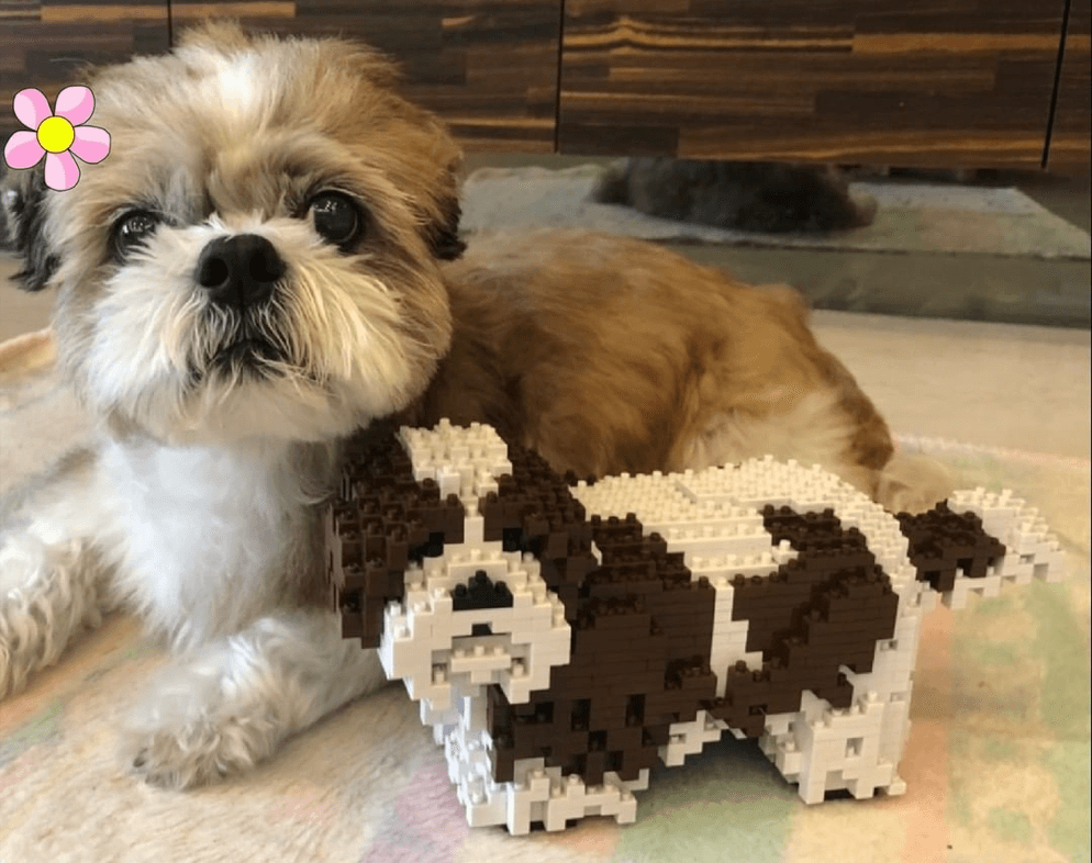 15 Best Dog Toys for Shih Tzu in 2023 – Top Dog Tips