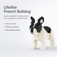 French Bulldog - Grey - Looking - LARGE - French Bulldog