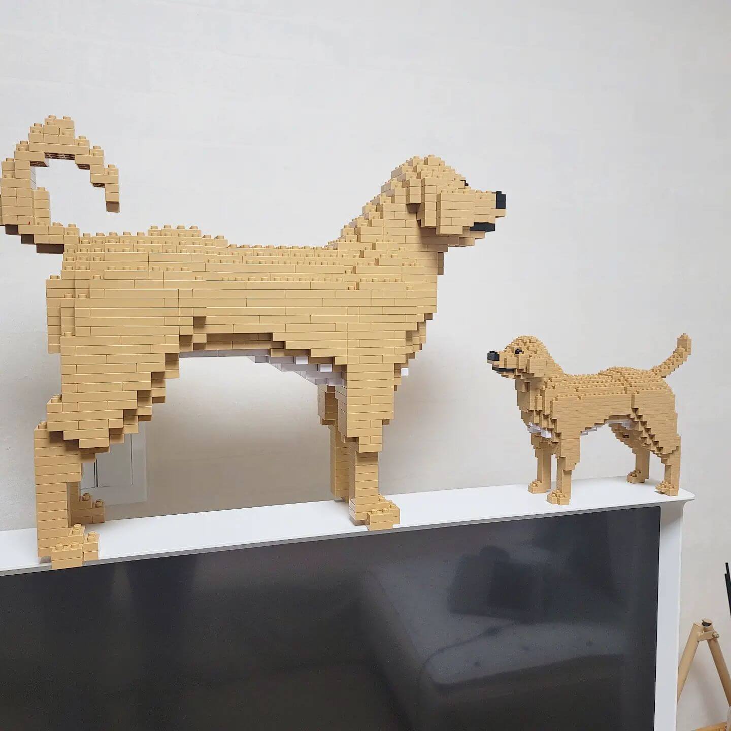 Perro Labrador Retriever