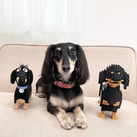 Dachshund (SALE) - Black - Standing - normal - black - standing